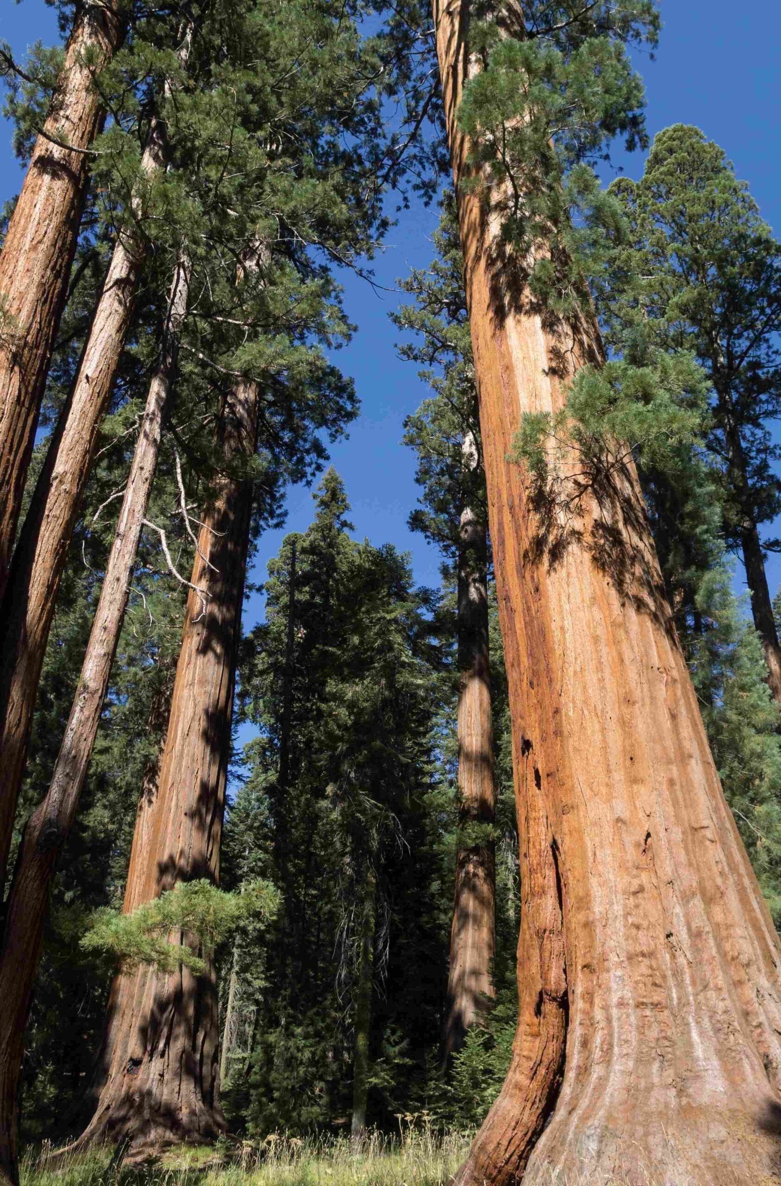 Sequoia National Park 12 scaled