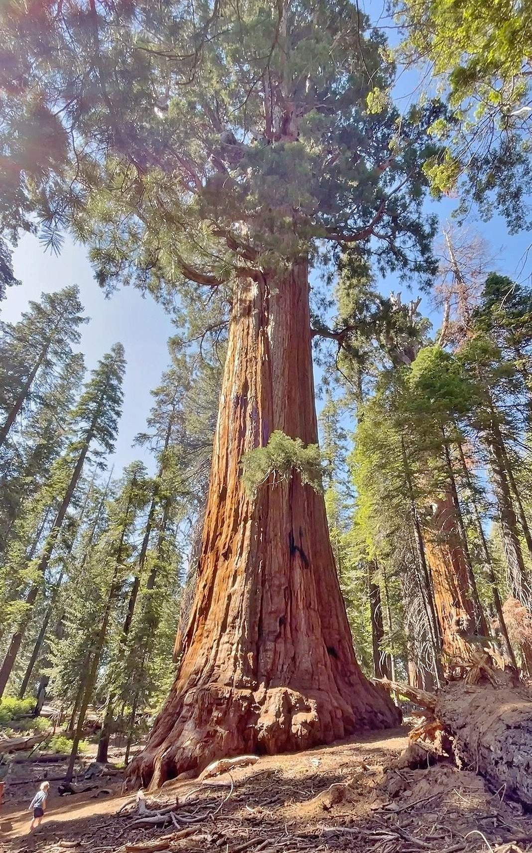 giant sequoia you can walk inside sequoia national park