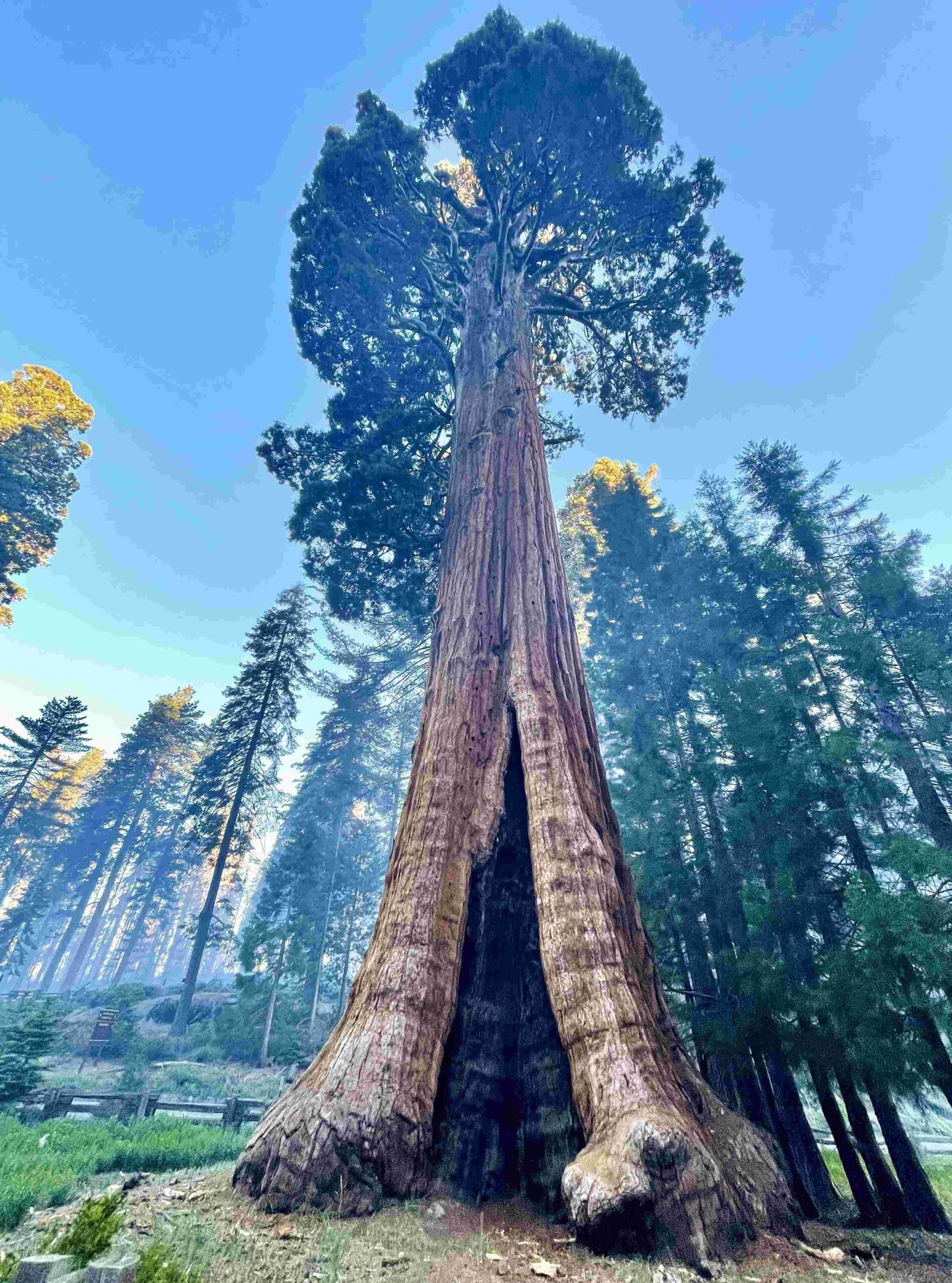 is the redwood forest and sequoia national park the same