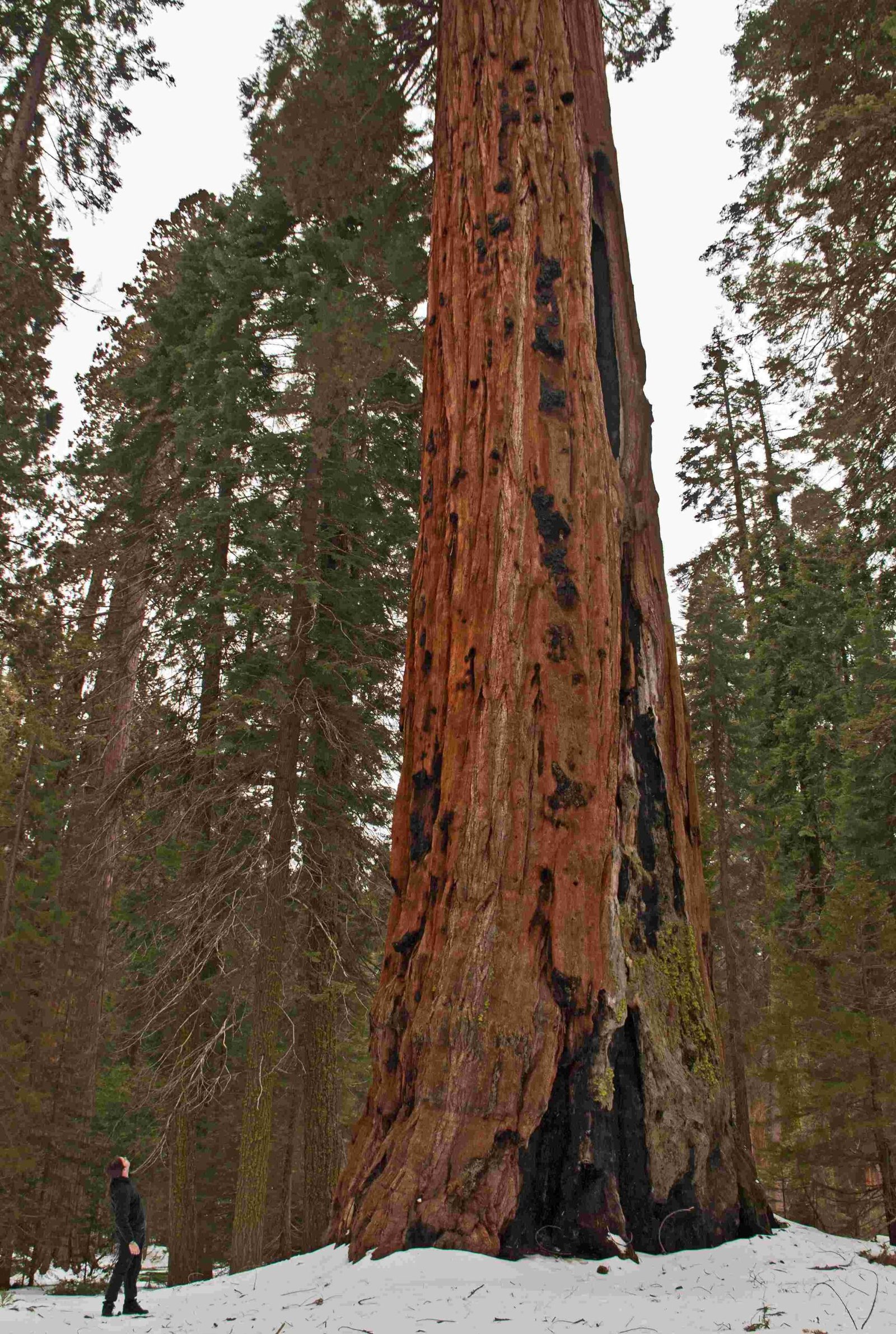 Sequoia National Park 27 scaled